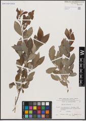 Foto von Salix cinerea L.